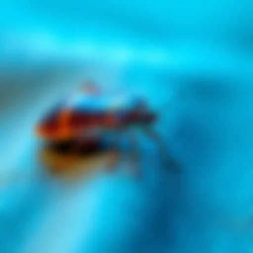 A bed bug crawling on a fabric surface