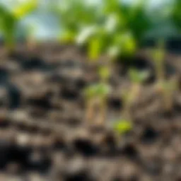 A close-up view of freshly planted seeds in a garden bed, surrounded by soil and small plants, indicating new growth.