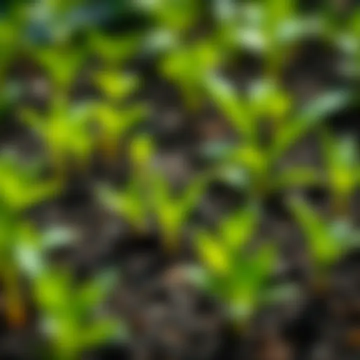 Green Plants Growing A close-up of vibrant green plants emerging from the soil, symbolizing growth and renewal after a long wait.
