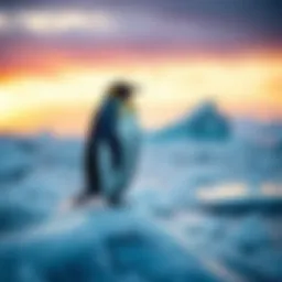 A single penguin standing on ice A penguin standing on a large piece of ice with a snowy background